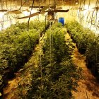 Cultivo de marihuana desmantelado por los agentes en El Ejido.