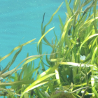 El alga produce la hormona en el espacio periplásmico, donde se encuentra la enzima