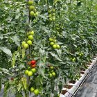Tomateras en el interior de un invernadero de la UAL.