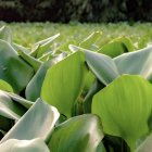 La implicación de la ciudadanía en la investigación, juega un papel esencial en la detección temprana de especies invasoras