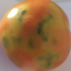 Tomate con síntomas típicos de ToFBV