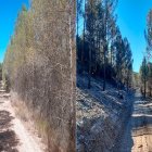 Antes y después de la zona intervenida en el monte público ‘Los Barrancos’.