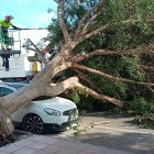 Imagen del árbol caído sobre un vehículo en la calle Fray Juan de Portocarrero