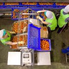 Mujeres trabajando en una línea de manipulado.