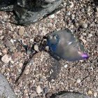 Carabela portuguesa en Cala Higuera.