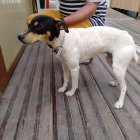 El  perro que aparece en el vídeo corriendo tras un coche tras ser devuelto a la finca de la que se escapó.