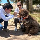 Muestra de ADN de un perro.