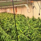 Cultivo ilegal de cannabis desmantelado por la Guardia Civil en el Poniente almeriense.