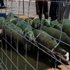 Imagen de archivo de varios corderos preparados parala Fiesta del Sacrificio.