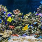 Aquarium Costa de Almería.