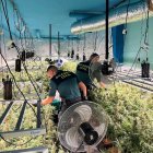 Imágenes del interior de la plantación intervenida en La Envía.