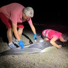 Delfín varado en Roquetas de Mar.