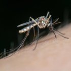 Un ejemplar de mosquito, vector de transmisión del virus del Nilo occidental.