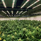 Incautación de marihuana en Vícar.
