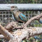 Carraca europea en Tabernas.