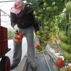 Imagen de archivo de un trabajador extranjero en un invernadero en la provincia de Almería.