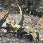 La huella de las llamas en el Barranco Muñoz (Lubrín).