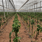 Daños causados por el  Thrips parvispinus en un invernadero de pimiento almeriense.