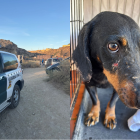 El SEPRONA actuando en la finca en Pechina y uno de los perros rescatados, con heridas visibles