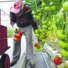 Un inmigrante en el interior de un invernadero.
