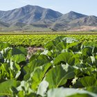 Campos de lechugas en el Levante almeriense