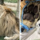 El león Amaru tuvo que ser sometido a una operación vital.