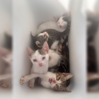 Gatos abandonados en el Puerto de Almería.