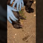 Los agentes encuentran los cachorros.