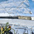 Paco Moreno muestra a LA VOZ y Cadena SER cómo ha quedado su invernadero tras el último temporal.