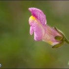 Dragoncillo del Cabo.