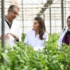 La reina Letizia, conociendo de cerca el trabajo de investigación que se realiza en la Estación Experimental Cajamar Las Palmerillas de El Ejido, en Almería.