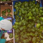 Una mujer en un almacén de manipulado hortofrutícola de la provincia.