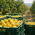 Finca de limones ecológicos.