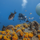 El fondo marino de la Isla de Alborán.