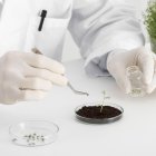 Planta tratada en un laboratorio.