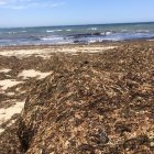 El alga exótica e invasora china hace estragos en las costas almerienses y andaluzas.