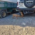 Perros abandonados en Castala.