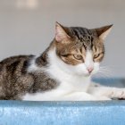 Fede llego al Centro Municipal de Protección y Adopción Animal de Almería hace cuatro años.