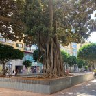 Imagen del ficus del Paseo esta semana, liberado de las vallas que lo protegían de las obras.