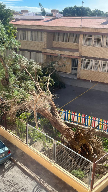 Árbol caído en el colegio 28 de Febrero de Huércal de Almería
