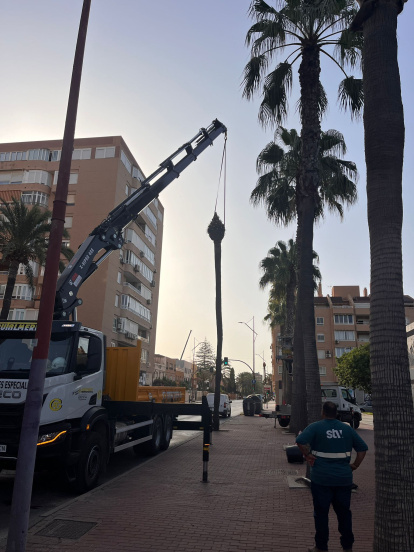 Trabajadores apeando las palmeras de la Avenida Cabo de Gata