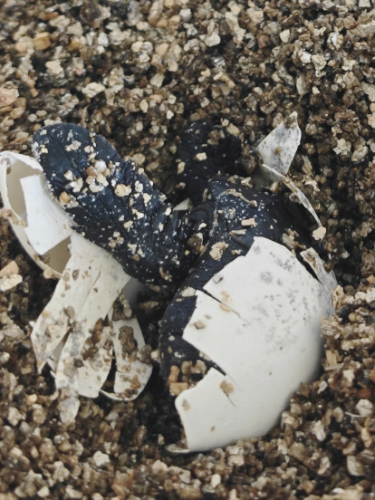 Huevo de tortuga eclosionando en Tabernas.