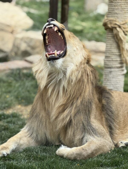 Amaru vuelve a rugir en Tabernas.