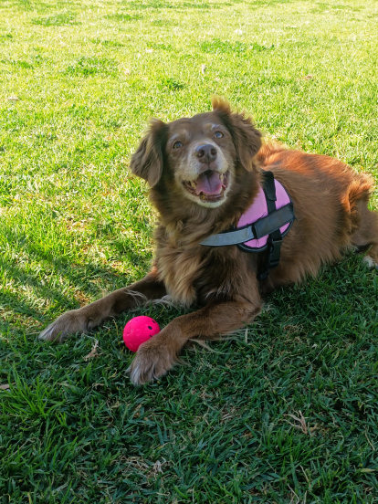 Khala, la perrita que inspira el proyecto.