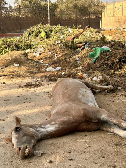 Una de las imágenes impactantes que Alonso encontró en Egipto.