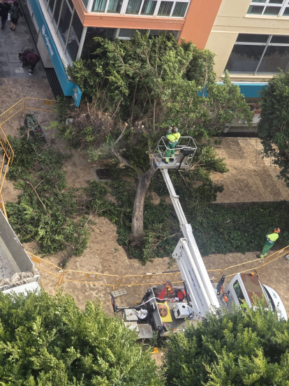 Técnicos trabajando en el ficus que ha partido