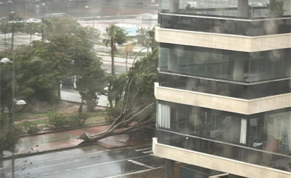 Árbol derribado por el viento en calle Argentinita, en la capital almeriense.