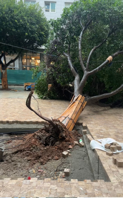 Ficus caído junto al Hotel Costasol