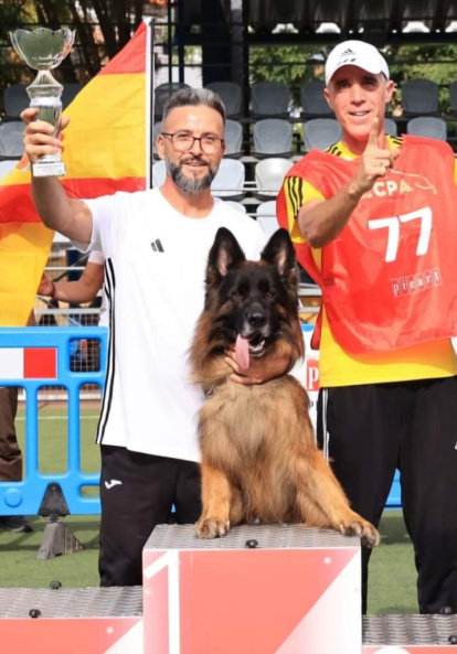 Daniel campeón de Portugal con el Oslo, este perros es dos veces campeón de España y campeón de Portugal consecutivo, estará en el evento.