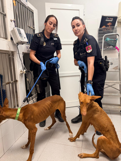 Perros desnutridos encontrados en una terraza.